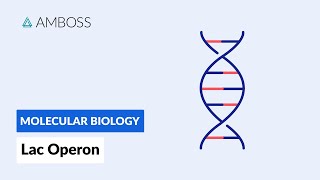 Prokaryotic Gene Regulation Lac Operon [upl. by Pillihp]