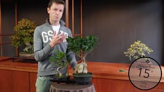 Ficus Bonsai care Teunis Jan Klein [upl. by Avilys]