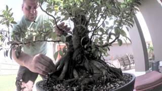 How to Bonsai  Ficus Tree Update [upl. by Annoed137]