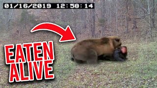 Trail Cam Captures HORRIFYING Bear Attack In Real Time [upl. by Cockburn]