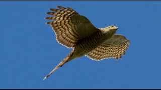 Sparrowhawk Bird Call Bird Song [upl. by Eseela956]