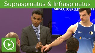 Supraspinatus amp Infraspinatus Muscles amp Nerves – MRCS  Lecturio [upl. by Miof Mela]