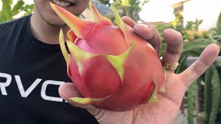 5 Tips to Know When It’s Time to Harvest Dragon Fruit [upl. by Acsisnarf193]