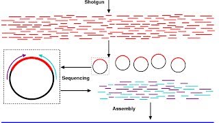 Shotgun sequencing [upl. by Gabbi]