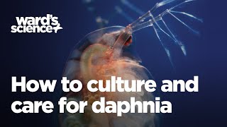 Caring and Culturing for Daphnia [upl. by Nhguav]