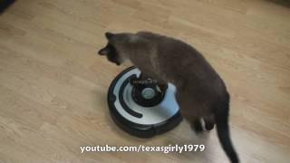 Cat shows HOW TO use iRobot Roomba Vacuum [upl. by Fidelis]