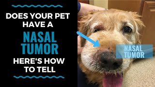 Does Your Pet Have A Nasal Tumor Heres How to Tell VLOG 117 [upl. by Dazraf864]