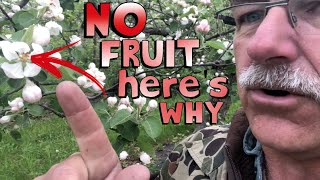 4 Reasons Why Your Fruit Tree is Not Producing Fruit [upl. by Yelra]