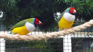 Gouldamadine in volière Gouldian Finches outside aviary [upl. by Dlorej]