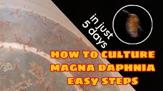 How to Culture Magna Daphnia Easily [upl. by Wohlen298]