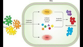 Metabolism Anabolism and Catabolism [upl. by Pacifica]