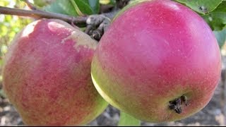 How to Plant a Fruit Tree  Essential Steps [upl. by Nessa761]