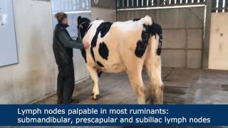 Lymph node palpation in ruminants [upl. by Atir]