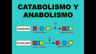 Catabolismo y anabolismo [upl. by Frances906]