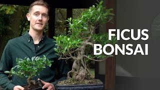 Ficus Bonsai tree care [upl. by Eenttirb]