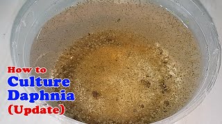 How to Culture Daphnia Update with ZERO Cost  Unlimited Live Food for Our Fish [upl. by Etteyniv387]