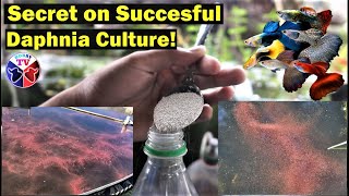 How to Culture Daphnia Successfully [upl. by Etteyniv]