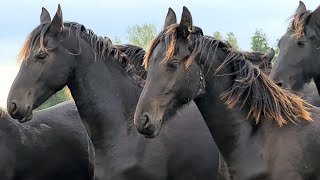 A few days amoung the Friesian Horses [upl. by Adroj]