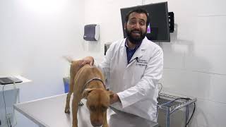 Las 3 enfermedades dermatológicas más comunes en los perros [upl. by Rube]