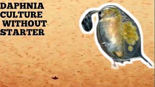 HOW TO CULTURE DAPHNIA NATURALLY WITHOUT A STARTER [upl. by Eninaj205]