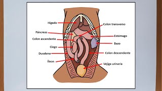 Abdomen del perro  Anatomía veterinaria [upl. by Yemarej]