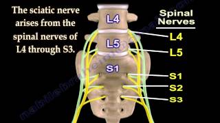 Sciatic Nerve  Anatomy  3D animation  Everything You Need To Know  Dr Nabil Ebraheim [upl. by Secor]