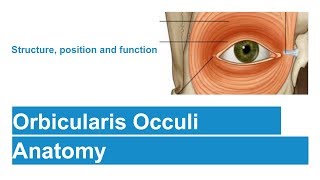 Orbicularis Occuli [upl. by Naleek]