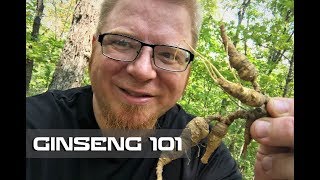 Ginseng 101  Where to Find  How to Harvest [upl. by Cate691]