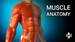 Anatomy of Human Muscles [upl. by Elihu]