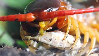 Feeding a Scolopendra dehaani [upl. by Fawnia]