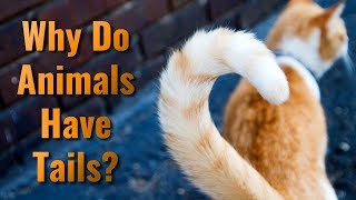 Why Do Animals Have Tails [upl. by Bethany233]