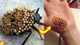 Top 10 Insectos Y Arácnidos Más Peligrosos Del Mundo [upl. by Arlon]