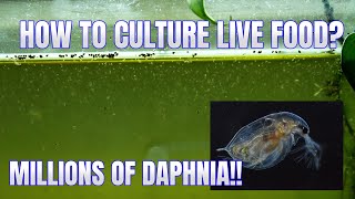 How to Culture Daphnia Secret Method to Breed MILLIONS  Simply Aquatic [upl. by Det664]