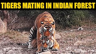 Tiger and Tigress Roaring and Mating in Ranthambore Forest INDIA [upl. by Wolenik171]