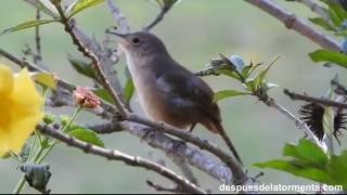 Canto de la Ratonera común  Troglodytes aedon [upl. by Seaman]