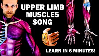 UPPER LIMB MUSCLES SONG Learn in 6 Minutes [upl. by Roid]