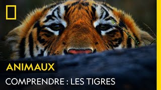 COMPRENDRE  Les tigres [upl. by Sunny]