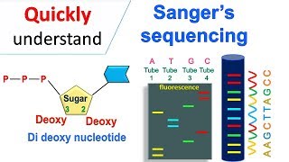 Sanger sequencing [upl. by Ardnala126]