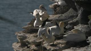 Discover wild Orkney Summer [upl. by Schlicher]