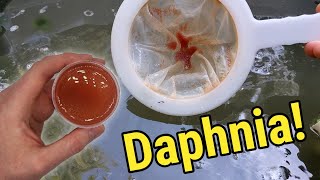 How I Culture Daphnia In Outdoor Tubs [upl. by Alleunam]