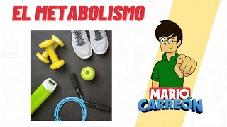 El Metabolismo [upl. by Vasilek]