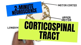 2Minute Neuroscience Corticospinal Tract [upl. by Castle]