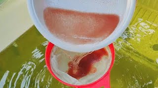 How to culture daphnia  Daphnia culture  How to grow daphnia outdoor [upl. by Sapowith233]