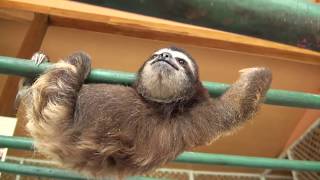 Baby Sloth learns to climb [upl. by Huberty]