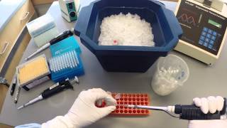 PCR Protocol  Part 1 [upl. by Sucul249]