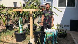 E1 How to Grow Dragon Fruit From Cutting to Fruit [upl. by Danette]