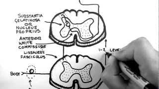 Spinal Pathways 3  Spinothalamic Tract [upl. by Ressay]