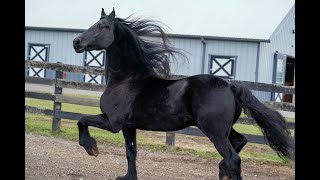 Friesian Horse of Kings [upl. by Drain]