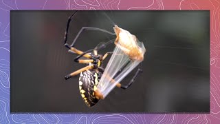 Garden Spider Wraps Grasshopper Prey Extremely Fast [upl. by Ellary]