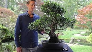 Bonsai Ficus [upl. by Arraic]